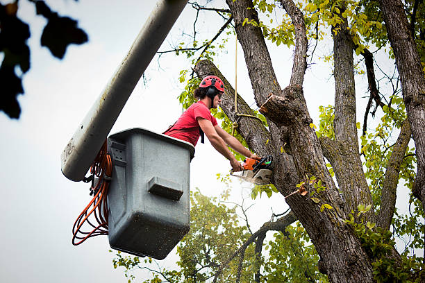 South Salt Lake, UT Tree Removal Company